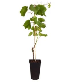 Tafeltraube 'Stefanie' 7 Tafeltraube 'Stefanie' -Biohort Verkäufe 7773708 WE FS 001 VitisViniferaWeinErdbeertraube3LiterDehnerExpressZS