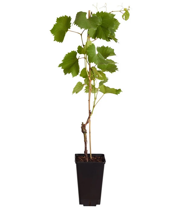 Tafeltraube 'Stefanie' 4 Tafeltraube 'Stefanie' – Bild 2