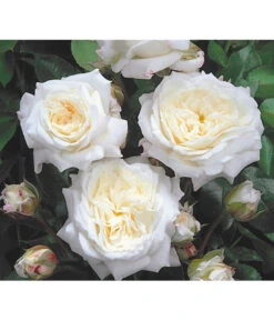 Edelrosen-Mix 'Nostalgie®' 20 Edelrosen-Mix 'Nostalgie®' -Biohort Verkäufe 7800063 BildD 001 EdelrosenNostalgieMixNostalgieRosenTantauRet