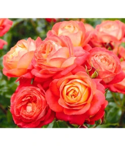 Edelrosen-Mix 'Nostalgie®' 21 Edelrosen-Mix 'Nostalgie®' -Biohort Verkäufe 7800063 BildD 005 EdelrosenNostalgieMixNostalgieRosenTantauRet