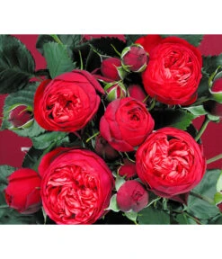 Edelrosen-Mix 'Nostalgie®' 22 Edelrosen-Mix 'Nostalgie®' -Biohort Verkäufe 7800063 BildD 007 EdelrosenNostalgieMixNostalgieRosenTantauRet