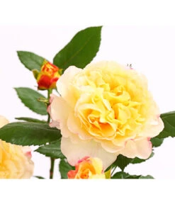 Edelrosen-Mix 'Nostalgie®' 25 Edelrosen-Mix 'Nostalgie®' -Biohort Verkäufe 7800063 PR DE 001 NostalgieRosen6LiterEdelroseAquarellDehnerExpressHerzig