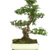 Bonsai Fukientee - Carmona Microphylla, 12-15 Jahre -Biohort Verkäufe 7976996 WE FS 001 BonsaiFukienteeCarmonaMicrophyllaBis15JahreDehnerExpressHerzig3