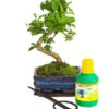 Bonsai Chinesischer Liguster - Ligustrum Sinensis, Anfänger-Set 1 Bonsai Chinesischer Liguster - Ligustrum Sinensis, Anfänger-Set -Biohort Verkäufe 7977069 WE FS 001 GeschenksetBonsaiChinesischerLigusterLigustrumSinensis6JahreDehnerExpressHerzig
