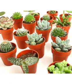 Mini Kakteen- & Sukkulenten-Set, Verschiedene Sorten, 20-teilig 7 Mini Kakteen- & Sukkulenten-Set, Verschiedene Sorten, 20-teilig -Biohort Verkäufe 7977358 we DE 001 MiniKakteenUndSukkulenten20erMixDehnerExpressHerzig