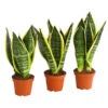 Bogenhanf - Sansevieria Trifasciata, 3er-Set 2 Bogenhanf - Sansevieria Trifasciata, 3er-Set -Biohort Verkäufe 7977713 PR FS 001 SansevieriaTrifasciataBogenhanf3erMixT9StreckeDehnerExpressHerzig