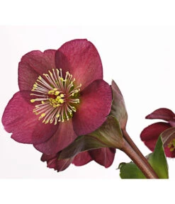 Schneerose 'Ice N' Roses® Red' - Helleborus Gold Collection® 11 Schneerose 'Ice N' Roses® Red' - Helleborus Gold Collection® -Biohort Verkäufe 8010969 WE DE 001 HelleborusWeinrotDehnerExpressHerzig