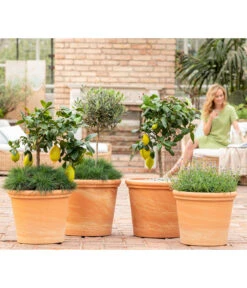 Spang Terrakotta-Topf Toscana, Rund 10 Spang Terrakotta-Topf Toscana, Rund -Biohort Verkäufe 8037780 7120942 8092108 3697612 WE MO 001 SpaetsommerTerrasseCitrusOliveLavandulaFestuca