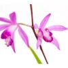 Dehner Japanorchidee - Gartenorchidee -Biohort Verkäufe 8049454 WE DE 001 JapanorchideeBletillaStriataT9DehnerExpressZS