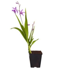 Dehner Japanorchidee - Gartenorchidee -Biohort Verkäufe 8049454 WE FS 001 JapanorchideeBletillaStriataT9DehnerExpressZS