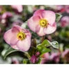 Schneerose 'Ice 'n' Roses® Early Rose' - Helleborus Gold Collection® -Biohort Verkäufe 8096093 WE MO 002 SchneeroseHelleborusEarlyRose