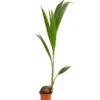 Kokospalme - Cocos Nucifera -Biohort Verkäufe 8215436 WE FS 001 CocosPalmeDehnerExpressHerzig