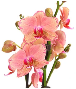 Schmetterlingsorchidee - Phalaenopsis Cultivars, Sonderfarben -Biohort Verkäufe 8240376 WE DE 001 SchmetterlingsorchideePhalaenopsisPiratePicotee2TrieberPremiumT12DehnerExpressHerzig