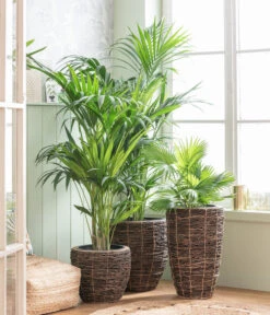 Dehner Holz-Korb Akira, Rund, Braun 6 Dehner Holz-Korb Akira, Rund, Braun -Biohort Verkäufe 8240764 WE MO 001 Howea