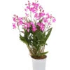 Duft-Traubenorchidee - Dendrobium Kingianum 'Berry' -Biohort Verkäufe 8250714 WE FS 001 DendrobiumBerryDuftT12OWDehnerExpressHerzig