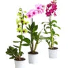 Dendrobium - Dendrobium Cultivaris, Verschiedene Sorten -Biohort Verkäufe 8250771 WE FS 001 DendrobiumSonderfarbenT12DehnerExpressHerzig