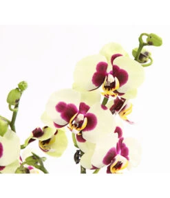 Schmetterlingsorchidee - Phalaenopsis Cultivars, Sonderfarben -Biohort Verkäufe 8253213 WE DE 001 SchmetterlingsorchideePhalaneopsisPanda2TrieberT12OWDehnerExpressHerzig