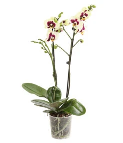 Schmetterlingsorchidee - Phalaenopsis Cultivars, Sonderfarben -Biohort Verkäufe 8253213 WE FS 001 SchmetterlingsorchideePhalaneopsisPanda2TrieberT12DehnerExpressHerzig
