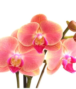 Schmetterlingsorchidee - Phalaenopsis Cultivars, Sonderfarben -Biohort Verkäufe 8253726 WE DE 001 SchmetterlingsorchideePhalaenopsisMarigold2TrieberDehnerExpressHerzig