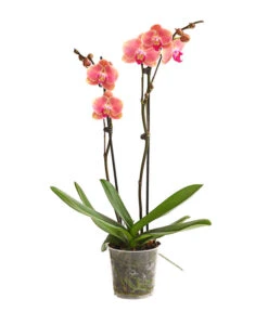 Schmetterlingsorchidee - Phalaenopsis Cultivars, Sonderfarben -Biohort Verkäufe 8253726 WE FS 001 SchmetterlingsorchideePhalaenopsisMarigold2TrieberDehnerExpressHerzig