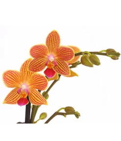 Schmetterlingsorchidee - Phalaenopsis Cultivars, Sonderfarben -Biohort Verkäufe 8254005 WE DE 001 SchmetterlingsorchideePhalaenopsisGoldstaffT12PremiumDehnerExpressHerzig