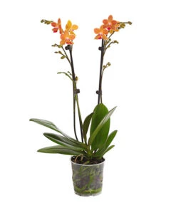 Schmetterlingsorchidee - Phalaenopsis Cultivars, Sonderfarben -Biohort Verkäufe 8254005 WE FS 001 SchmetterlingsorchideePhalaenopsisGoldstaffT12PremiumDehnerExpressHerzig