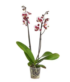 Schmetterlingsorchidee - Phalaenopsis Cultivars, Sonderfarben -Biohort Verkäufe 8254021 PR FS 001 SchmetterlingsorchideePhalaenopsisSonderfarben2TrieberDehnerExpressHerzig