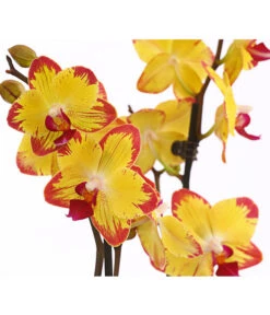 Schmetterlingsorchidee - Phalaenopsis Cultivars, Sonderfarben -Biohort Verkäufe 8256943 WE DE 001 SchmetterlingsorchideePhalaenopsisBeeStingT12PremiumDehnerExpressHerzig