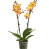 Schmetterlingsorchidee - Phalaenopsis Cultivars, Sonderfarben