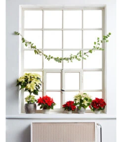 Weihnachtsstern - Euphorbia Pulcherrima, Stämmchen 7 Weihnachtsstern - Euphorbia Pulcherrima, Stämmchen -Biohort Verkäufe 8258899 PR MO 001 WeihnachtsternPoinsettien 8260218 8260119 8260267 8260606UveSauer