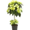 Weihnachtsstern - Euphorbia Pulcherrima, Stämmchen 1 Weihnachtsstern - Euphorbia Pulcherrima, Stämmchen -Biohort Verkäufe 8258899 we FS 001 PoinsettienStammWeissWeihnachtsstern