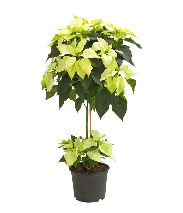 Weihnachtsstern - Euphorbia Pulcherrima, Stämmchen 3 Weihnachtsstern - Euphorbia Pulcherrima, Stämmchen