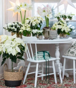 Weihnachtsstern - Euphorbia Pulcherrima, Stämmchen 8 Weihnachtsstern - Euphorbia Pulcherrima, Stämmchen -Biohort Verkäufe 8260267 WE MO 001 WeihnachtsblueherEuphorbiaPulcherrima