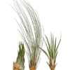 XXL Tillandsien-Set - Tillandsia Hybride, 3-teilig 2 XXL Tillandsien-Set - Tillandsia Hybride, 3-teilig -Biohort Verkäufe 8270324 WE FS 001 TillandsienXXL3erSetDehnerExpressHerzig1