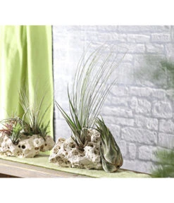 XXL Tillandsien-Set - Tillandsia Hybride, 3-teilig 7 XXL Tillandsien-Set - Tillandsia Hybride, 3-teilig -Biohort Verkäufe 8270324 WE MO 001 TillandsienXXL3erSetDehnerExpressHerzig