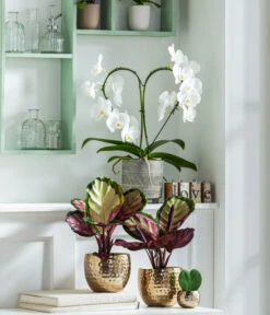 Dehner Beton-Übertopf Nola, Rund, Grau-kupfer 11 Dehner Beton-Übertopf Nola, Rund, Grau-kupfer -Biohort Verkäufe 8280505 WE MO 001 PhalaenopsisHerzT12