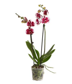 Schmetterlingsorchidee - Phalaenopsis Cultivars, Sonderfarben -Biohort Verkäufe 8283269 WE FS 001 SchmetterlingsorchideePhalaenopsisSparklingMoments2TrieberT12DehnerExpressHerzig