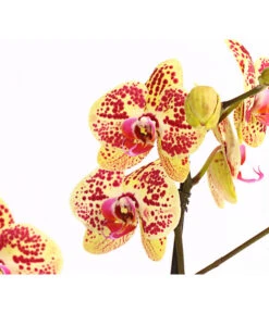 Schmetterlingsorchidee - Phalaenopsis Cultivars, Sonderfarben -Biohort Verkäufe 8283392 WE DE 001 SchmetterlingsorchideePhalaenosisTotalCool2TrieberT12OWDehnerExpressHerzig