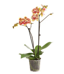 Schmetterlingsorchidee - Phalaenopsis Cultivars, Sonderfarben -Biohort Verkäufe 8283392 WE FS 001 SchmetterlingsorchideePhalaenosisTotalCool2TrieberT12OWDehnerExpressHerzig