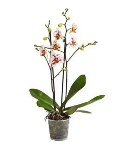 Schmetterlingsorchidee - Phalaenopsis Cultivars, Sonderfarben -Biohort Verkäufe 8283400 WE FS 001 SchmetterlingsorchideePhalaenopsisGoodTimes2TrieberPremiumDehnerExpressHerzig
