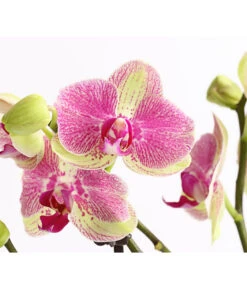 Schmetterlingsorchidee - Phalaenopsis Cultivars, Sonderfarben -Biohort Verkäufe 8283475 WE DE 001 SchmetterlingsorchideePhalaenopsisMarshmellow2TrT12DehnerExpressHerzig