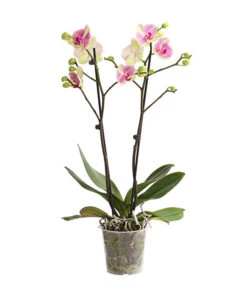 Schmetterlingsorchidee - Phalaenopsis Cultivars, Sonderfarben -Biohort Verkäufe 8283475 WE FS 001 SchmetterlingsorchideePhalaenopsisMarshmellow2TrT12DehnerExpressHerzig