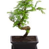 Outdoor-Bonsai Urweltmammutbaum - Metasequoia Glyptostroboides -Biohort Verkäufe 8286205 PR FS 001 UrweltmammutbaumMetasequoiaT20DehnerExpressHerzig
