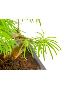 Outdoor-Bonsai Goldlärche - Pseudolarix Amabilis 5 Outdoor-Bonsai Goldlärche - Pseudolarix Amabilis -Biohort Verkäufe 8286221 PR DE 001 LaercheLarixSFormOhneSchaleT15DehnerExpressHerzig