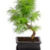 Outdoor-Bonsai Goldlärche - Pseudolarix Amabilis -Biohort Verkäufe 8286221 PR FS 001 LaercheLarixSFormOhneSchaleT15DehnerExpressHerzig