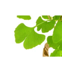 Outdoor-Bonsai Ginkgobaum - Ginkgo Biloba -Biohort Verkäufe 8286254 PR DE 001 GinkoBilobaT20DehnerExpressHerzig