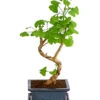 Outdoor-Bonsai Ginkgobaum - Ginkgo Biloba -Biohort Verkäufe 8286254 PR FS 001 GinkoBilobaT20DehnerExpressHerzig