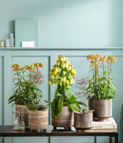 Biohort Verkäufe -Biohort Verkäufe 8292807 WE MO 001 KalanchoeMagicBellsT14NolaSuze