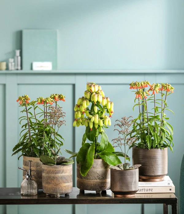 Dehner Beton-Übertopf Nola, Rund, Grau-kupfer 4 Dehner Beton-Übertopf Nola, Rund, Grau-kupfer – Bild 2