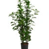 Lorbeer-Feige - Ficus Microcarpa 'Moclame', Hydrokultur 1 Lorbeer-Feige - Ficus Microcarpa 'Moclame', Hydrokultur -Biohort Verkäufe 8416927 WE FS 001 FicusMicrocarpaMoclameHydroT18 19BirkenfeigeDehnerExpressHerzig